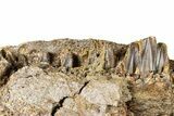 Hadrosaur (Edmontosaurus) Jaw Section with Teeth - Wyoming #377640-2